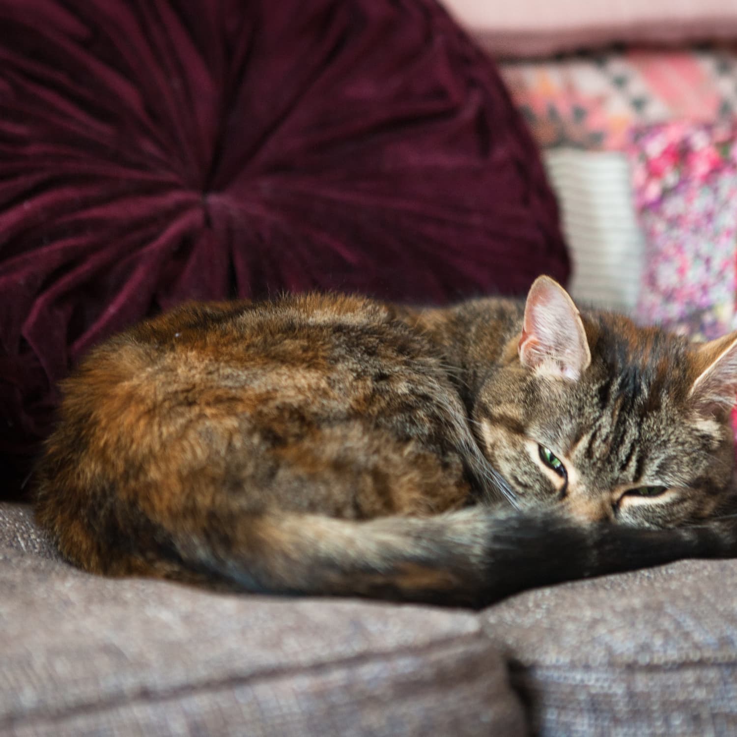 Tuft and Paw Really Great Cat Litter Review Low Tracking